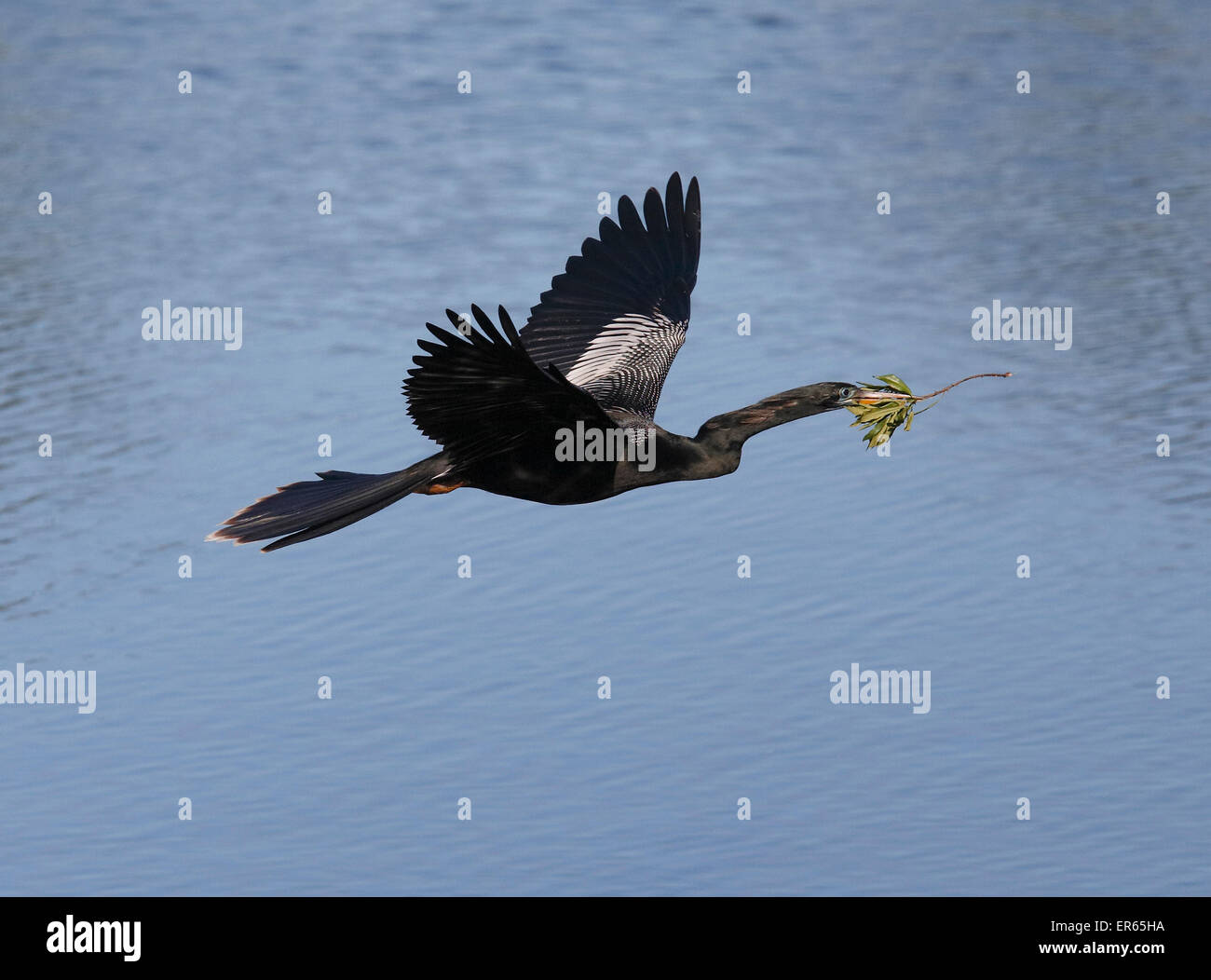 Anhinga (Anhinga anhinga) in-flight over water with nesting material Stock Photo