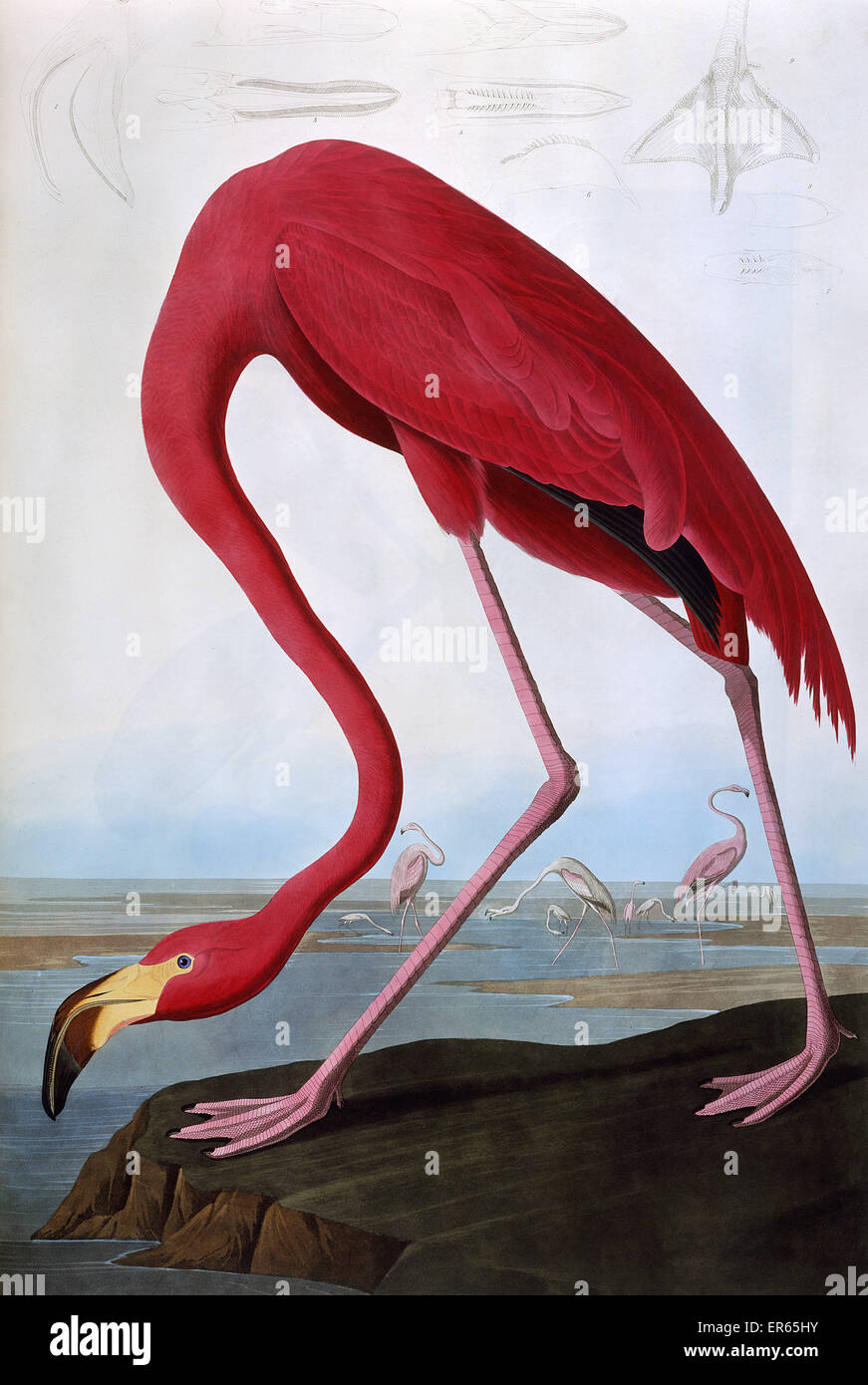 American Flamingo, Phoenicopterus Ruber, by John James Audubon (1785-1851). A colour plate in The Birds of America: From Original Drawings. 1827-1838 Stock Photo