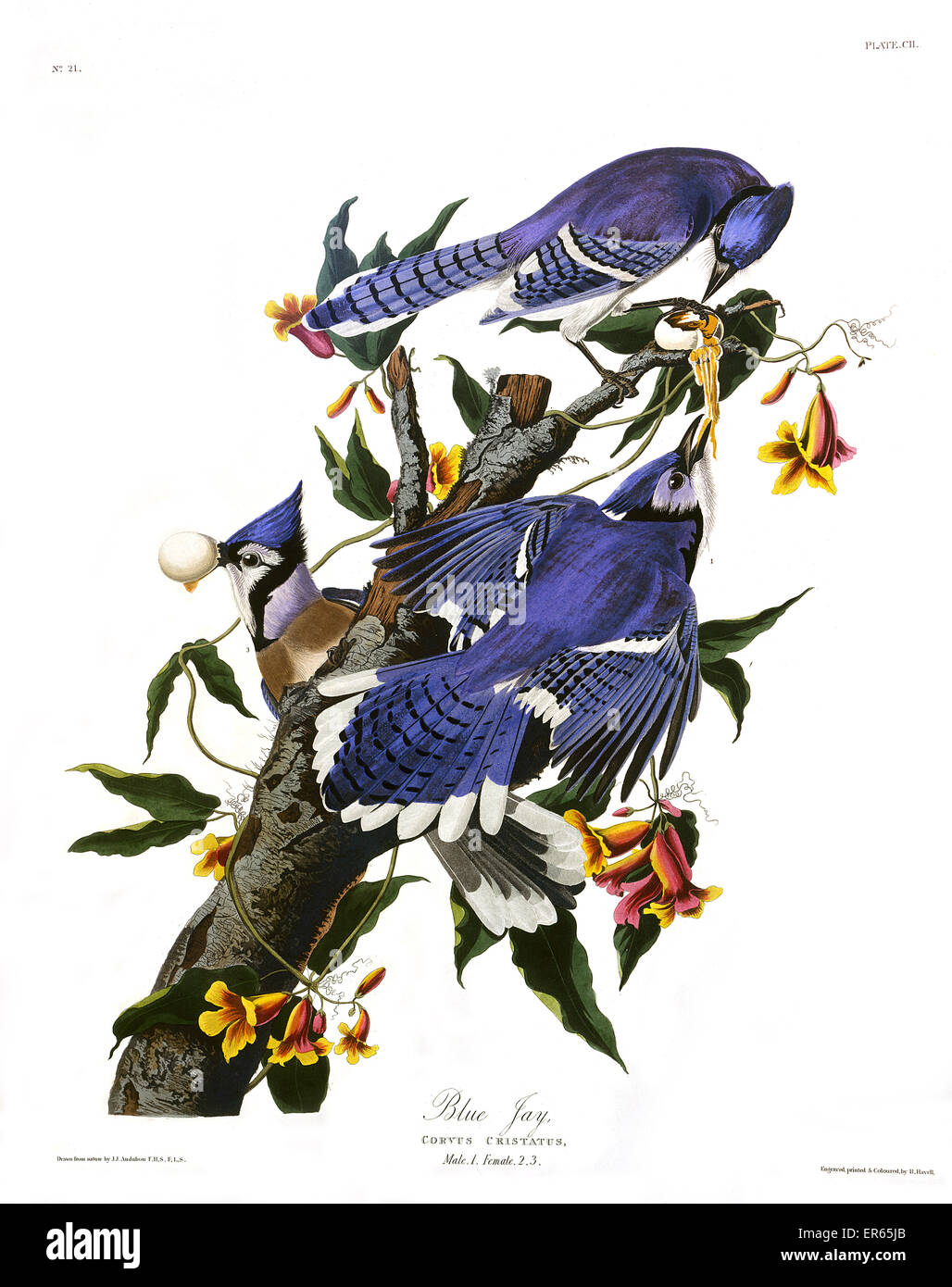 Blue Jay, by John James Audubon Stock Photo
