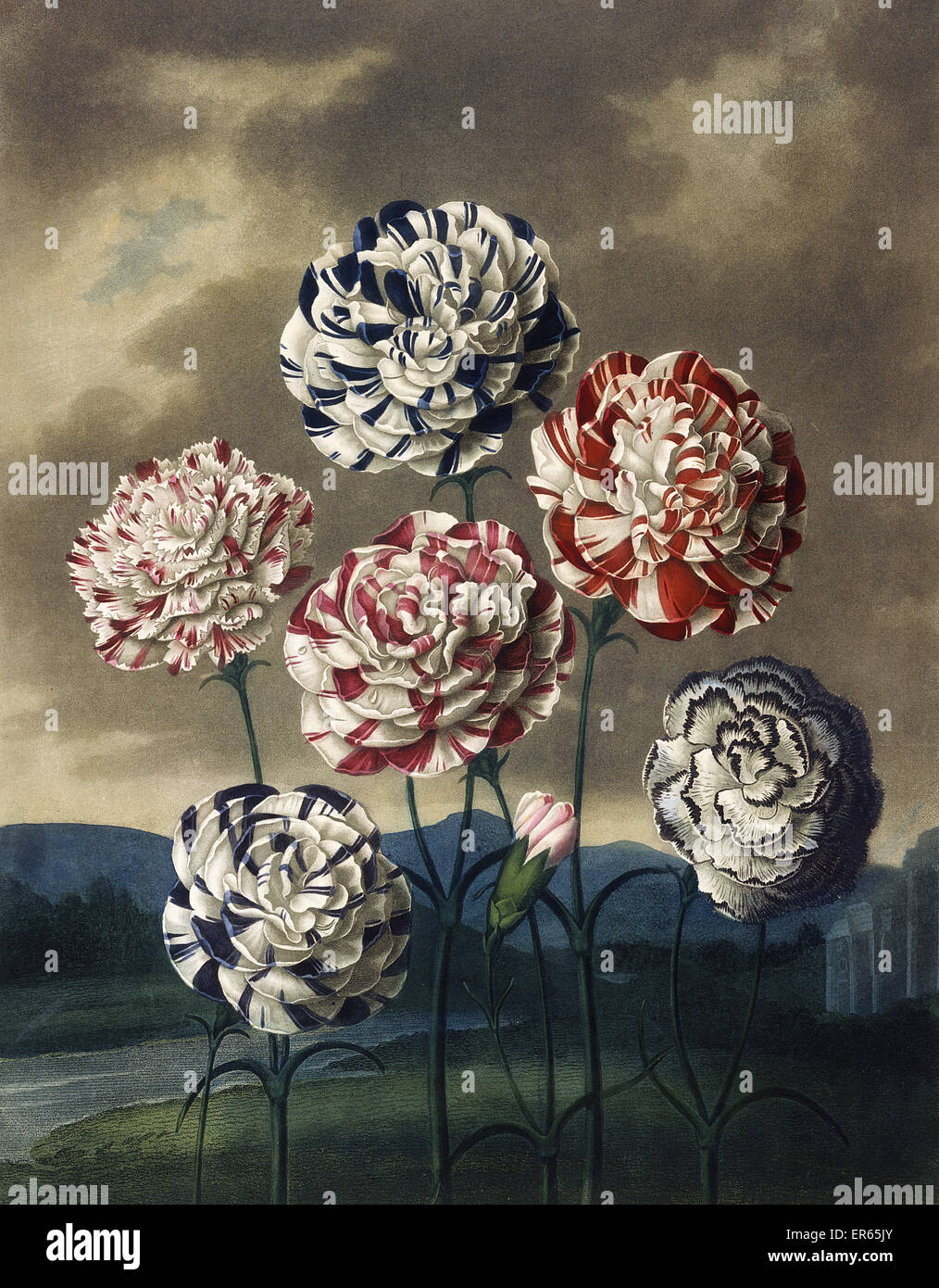A Group of Carnations Stock Photo