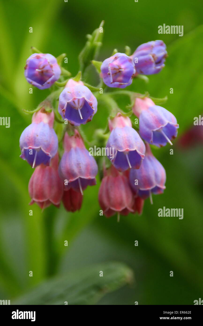 Comfrey comes into blossom by a stream in Nottinghamshire, UK Stock Photo