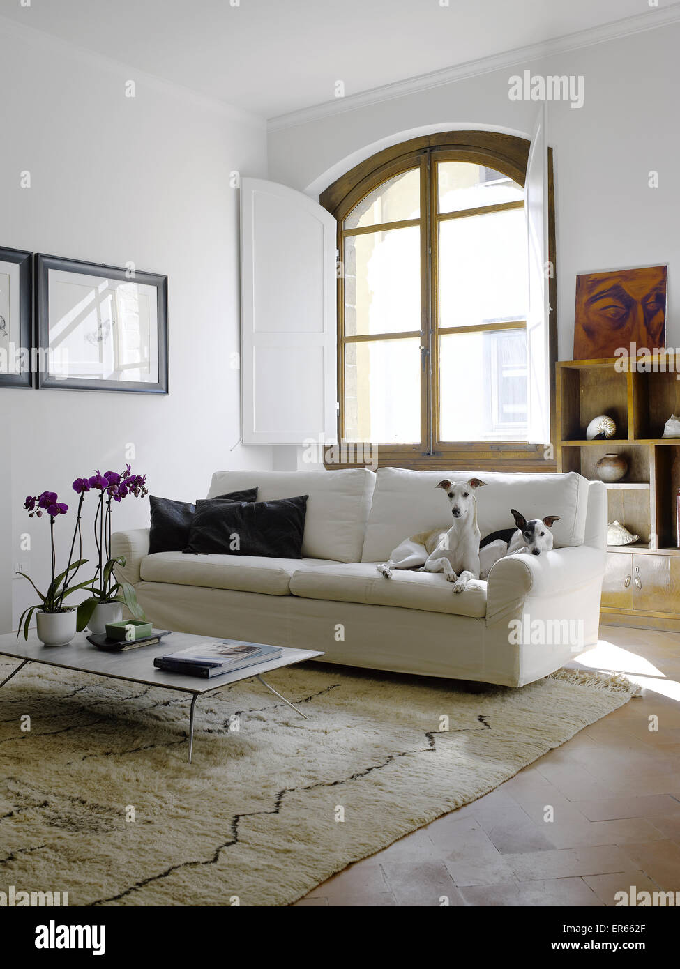 Interior of a living room with two greyhounds or whippet dogs lied on the sofa Stock Photo