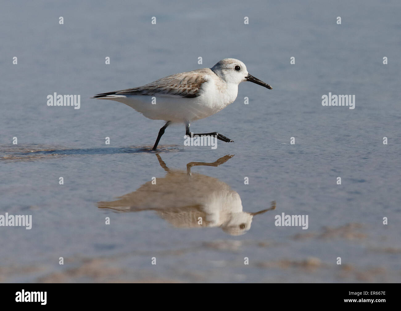 Sanderling (Calidris alba) walking with reflection Stock Photo