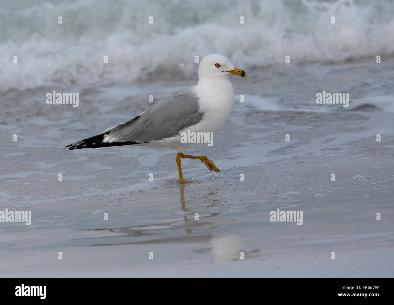 Ring billed Gull (Larus delawarensis) walking in surf with reflection Stock Photo