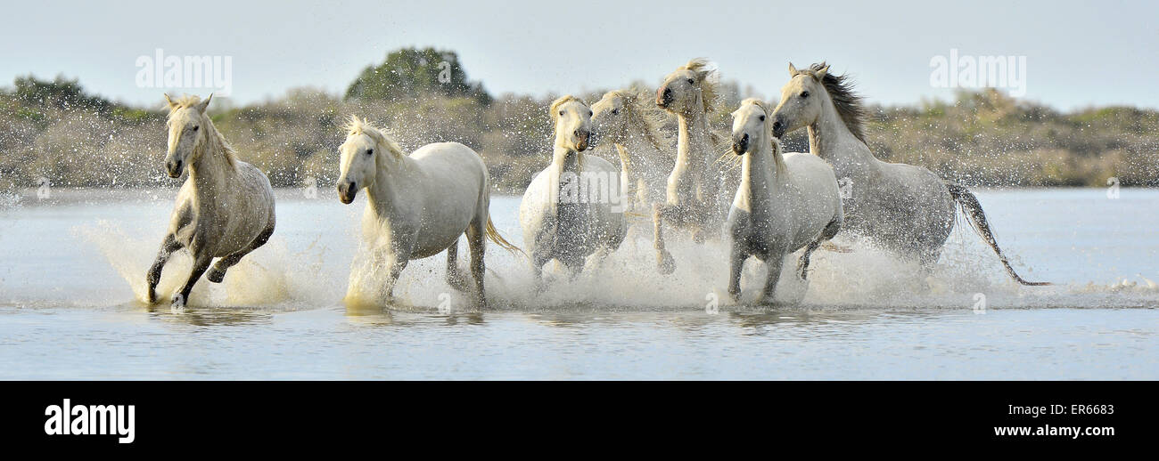 Herd of White Camargue horses run on water of the sea. France. Stock Photo