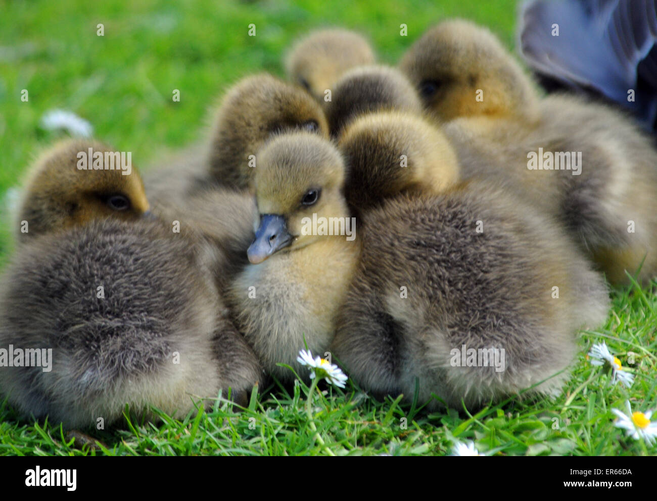 May 2015.  Grey Lag Goose goslings at Arundel, West Sussex. Stock Photo