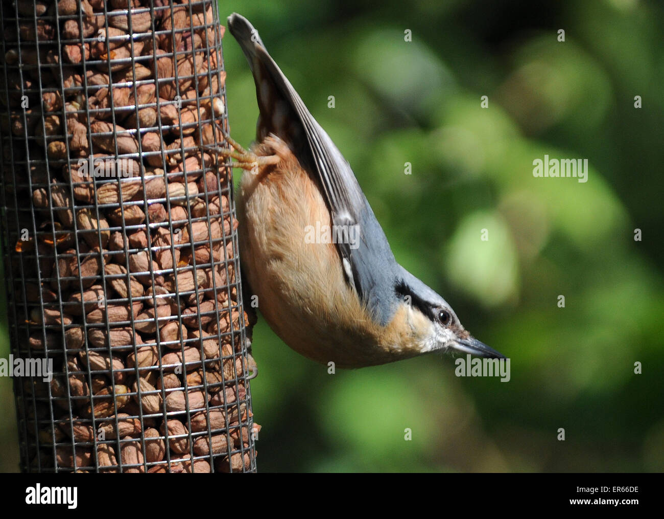 May 2015. A Nuthatch, Sitta europaea,  on a peanut feeder at Arundel, West Sussex. Stock Photo