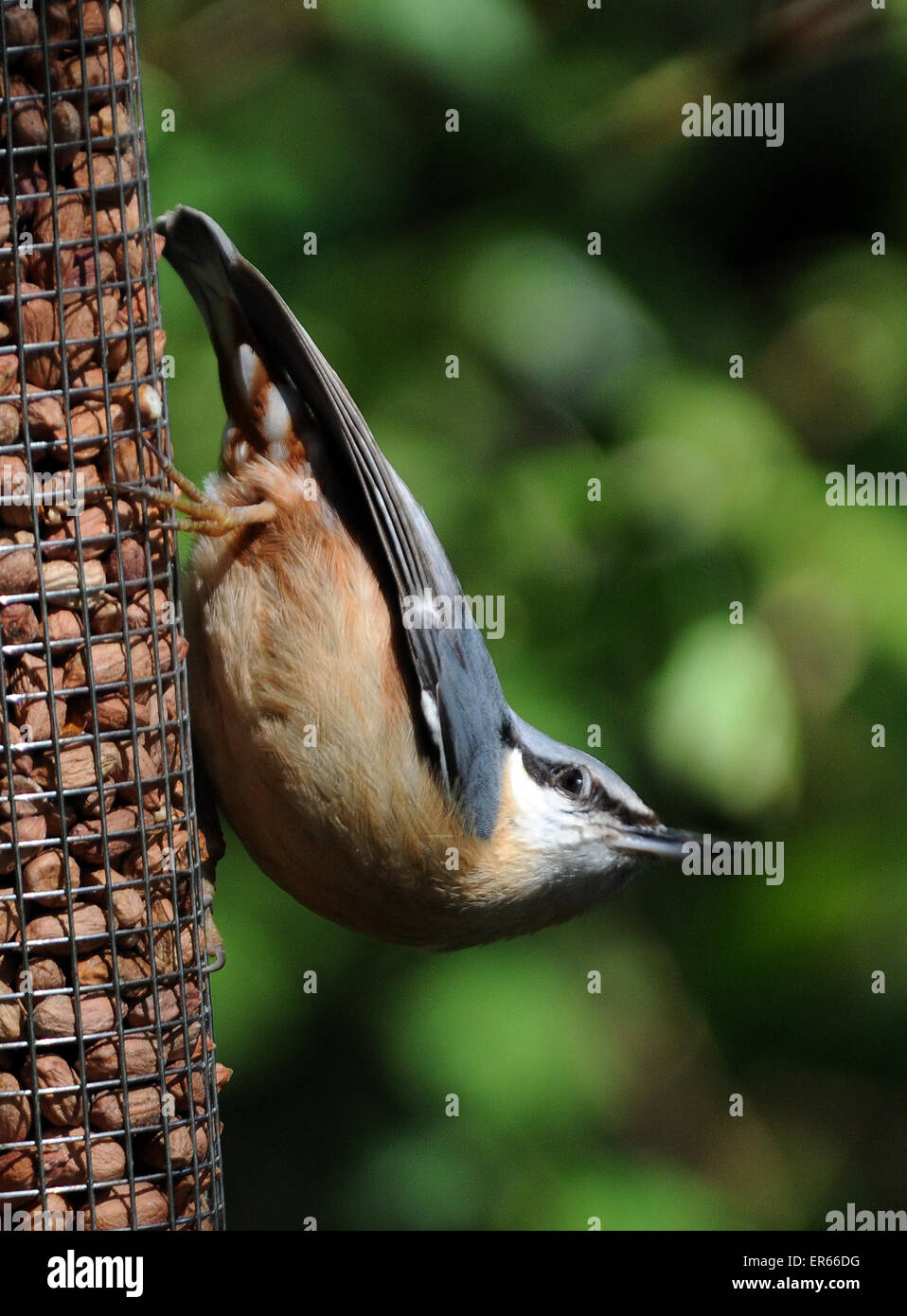 May 2015. A Nuthatch, Sitta europaea,  on a peanut feeder at Arundel, West Sussex. Stock Photo