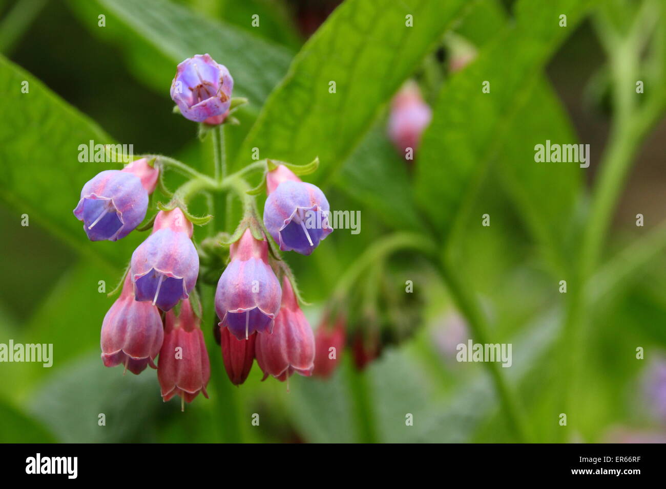 Comfrey comes into blossom by a stream in Nottinghamshire, UK Stock Photo