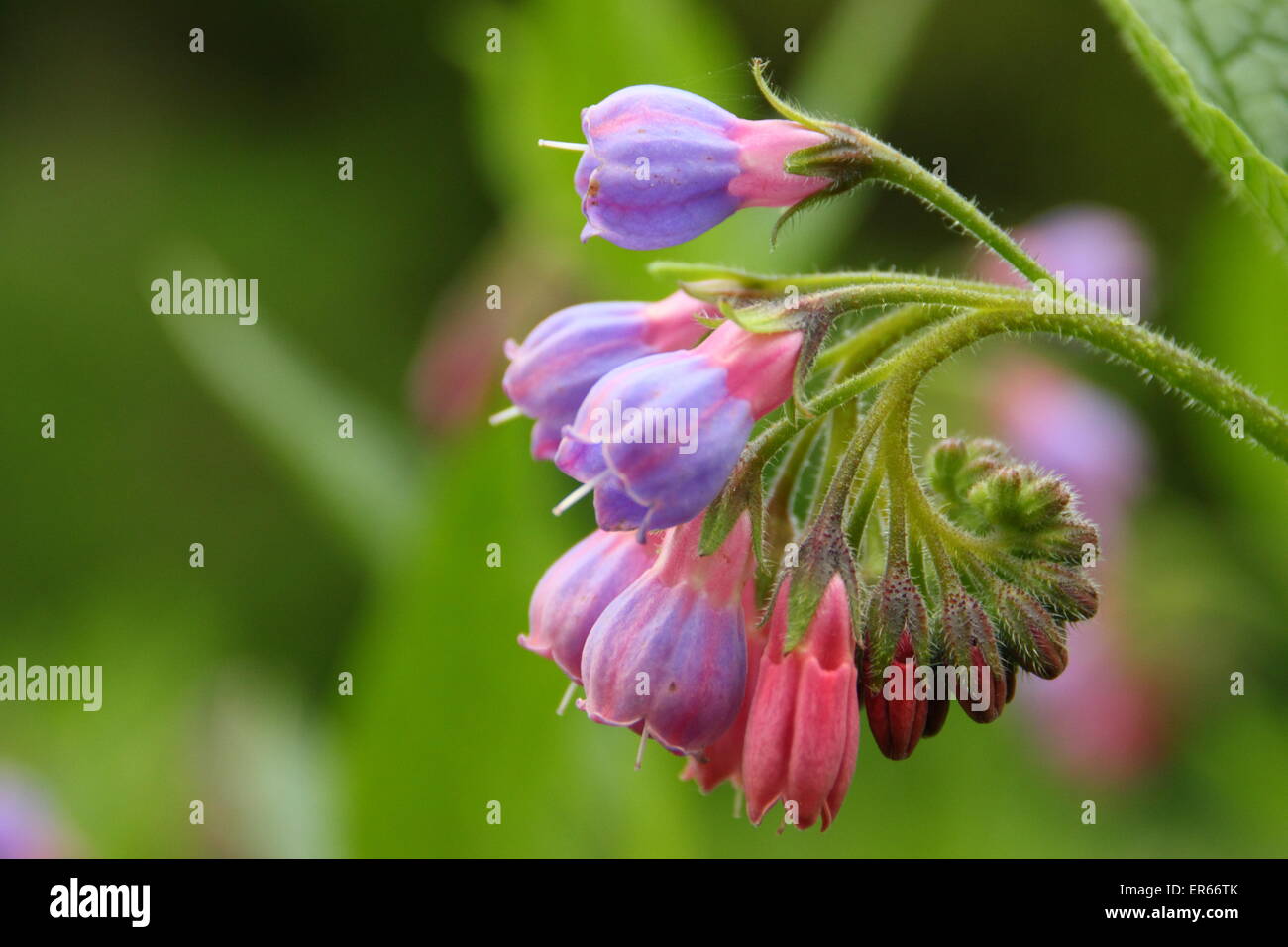 Comfrey comes into blossom by a stream in Nottinghamshire, UK Stock Photo