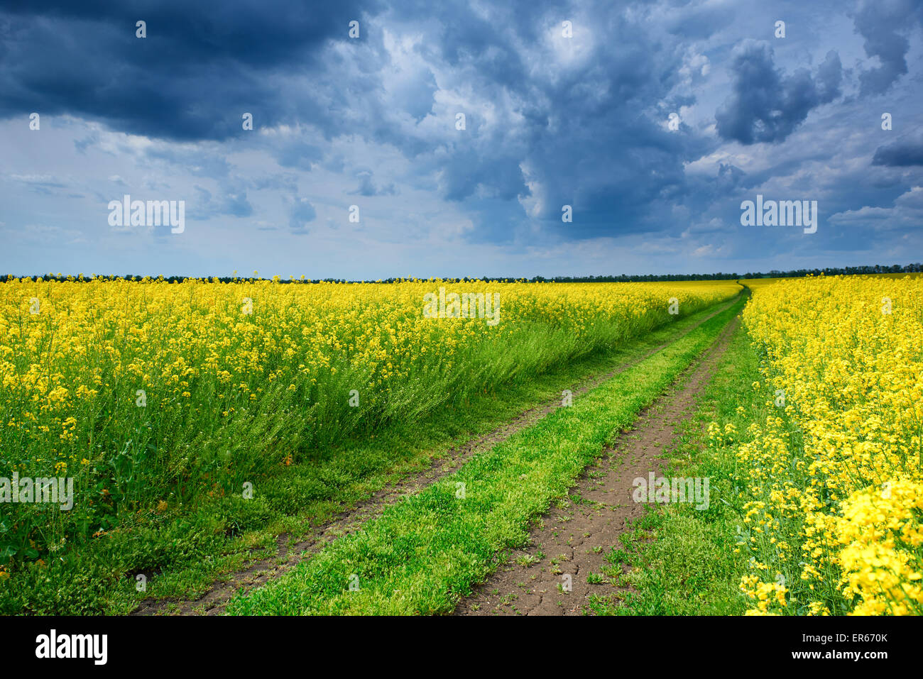 Ground road in yellow rapeseed flowers field Stock Photo - Alamy
