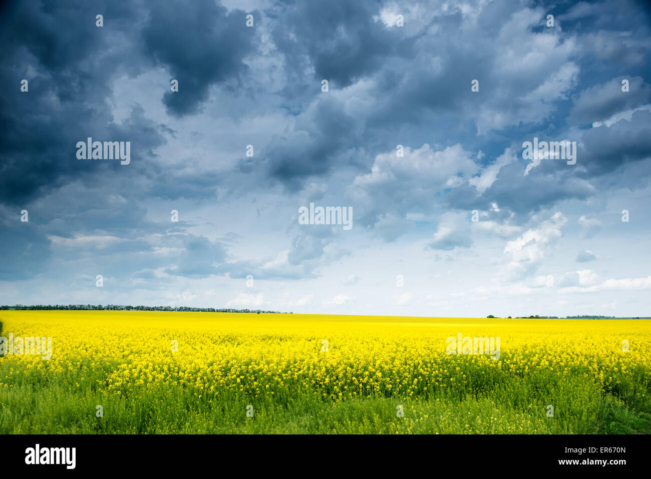Summer field landscape, yellow rapeseed flowers Stock Photo - Alamy