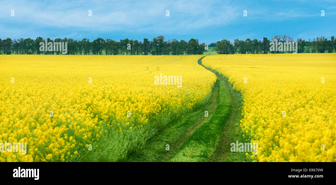 Ground road in yellow rapeseed flowers field Stock Photo - Alamy