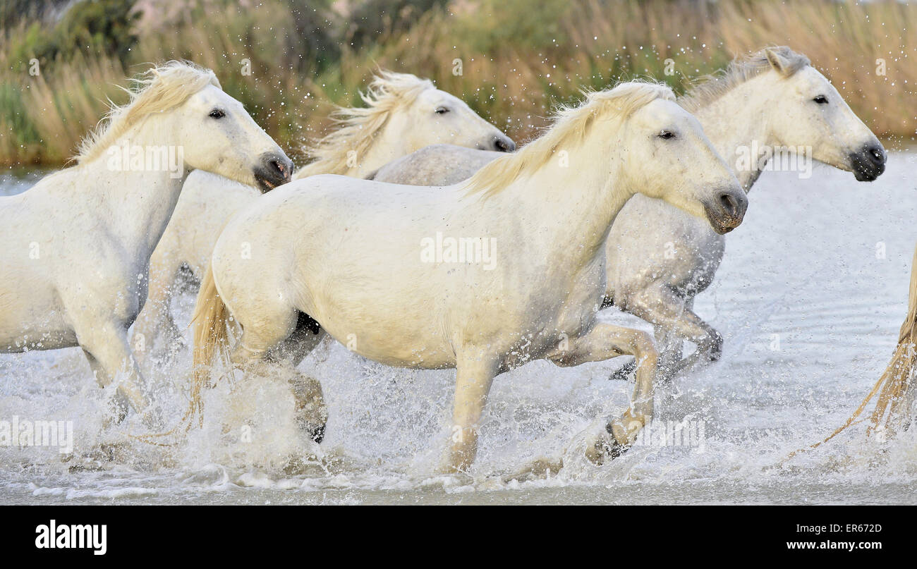 Running White Camargue horses Stock Photo