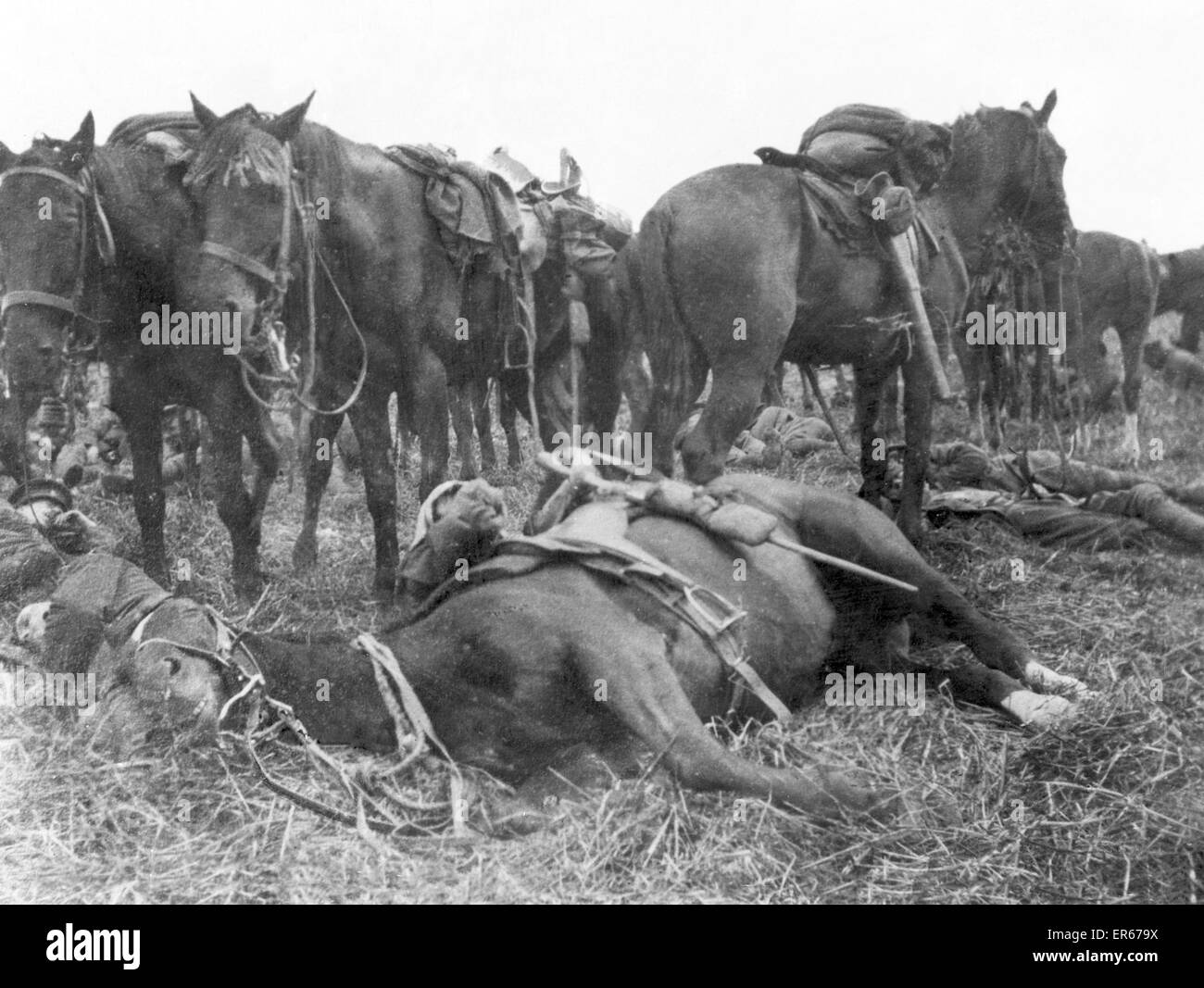 6th Dragoon Guards horse making a pillow of a troopers legs. The impression on the face of the horse makes one think it is enjoying the luxury. 9th January 1915 Stock Photo