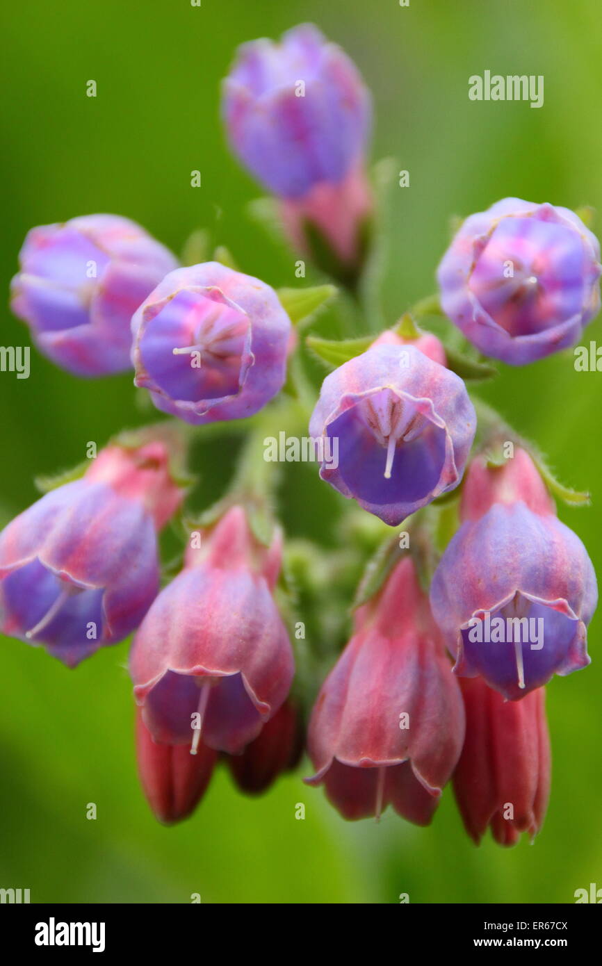 Comfrey comes into blossom by a stream in Nottinghamshire, UK Stock Photo