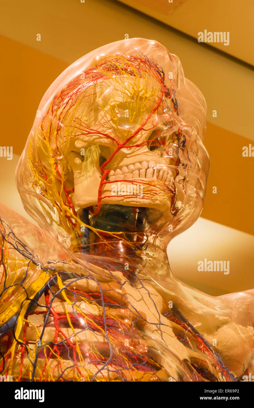 England, London, The Wellcome Collection, Educational Sculpture of Transparent Woman Stock Photo