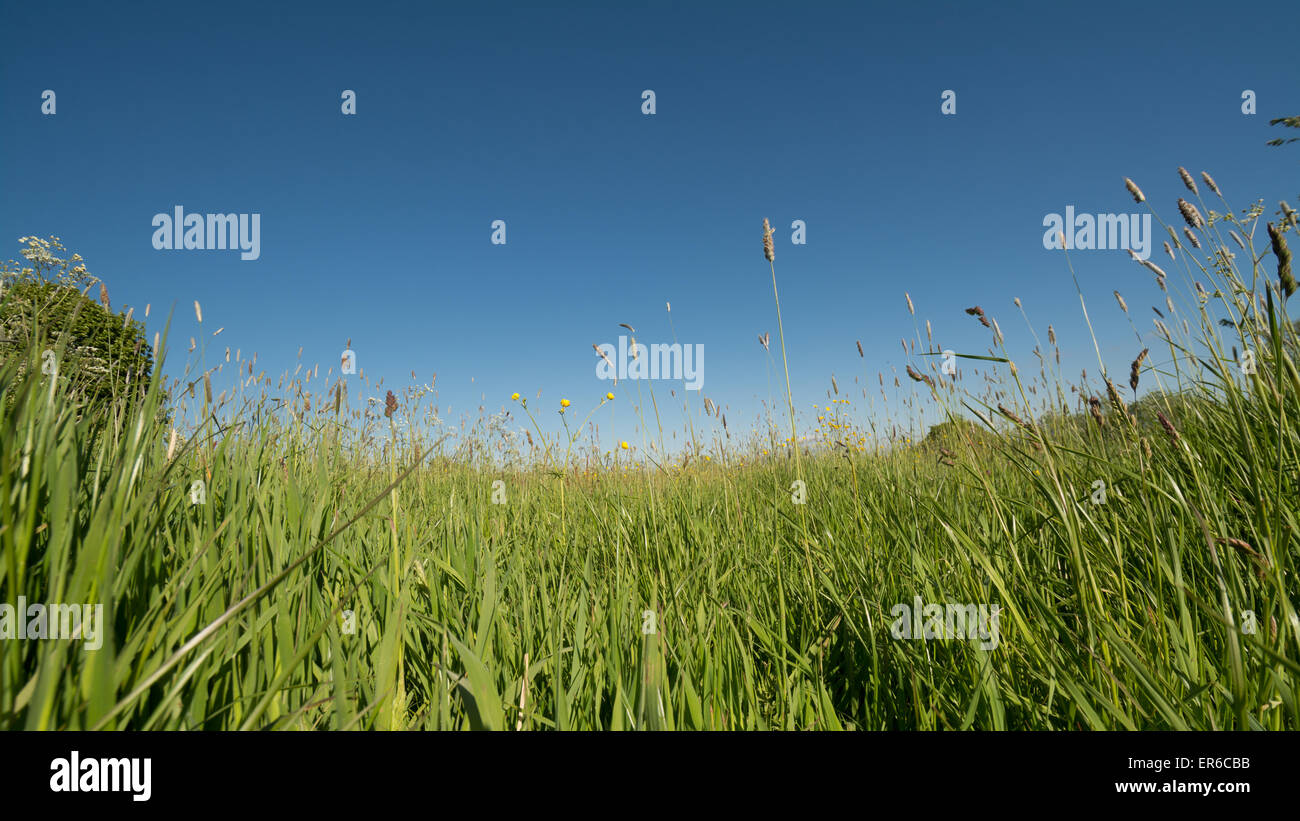 low shot wide angle grassy meadow with blue sky and copy space Stock Photo