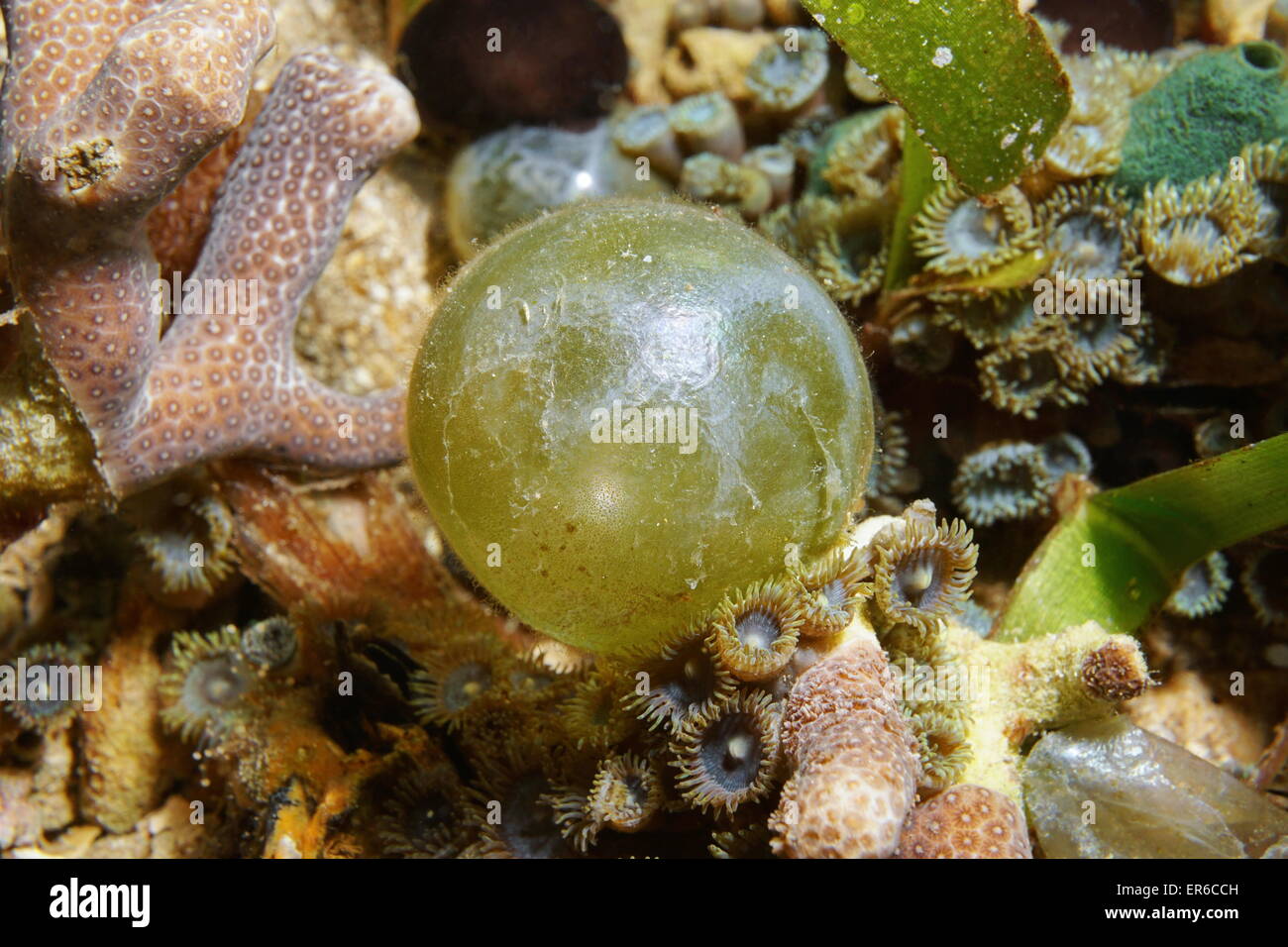 Bubble algae, Valonia ventricosa, underwater on the seabed of the Caribbean sea Stock Photo