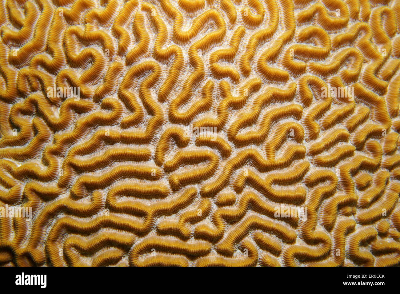 Underwater life, close up image of symmetrical brain coral, Diploria strigosa, Caribbean sea Stock Photo