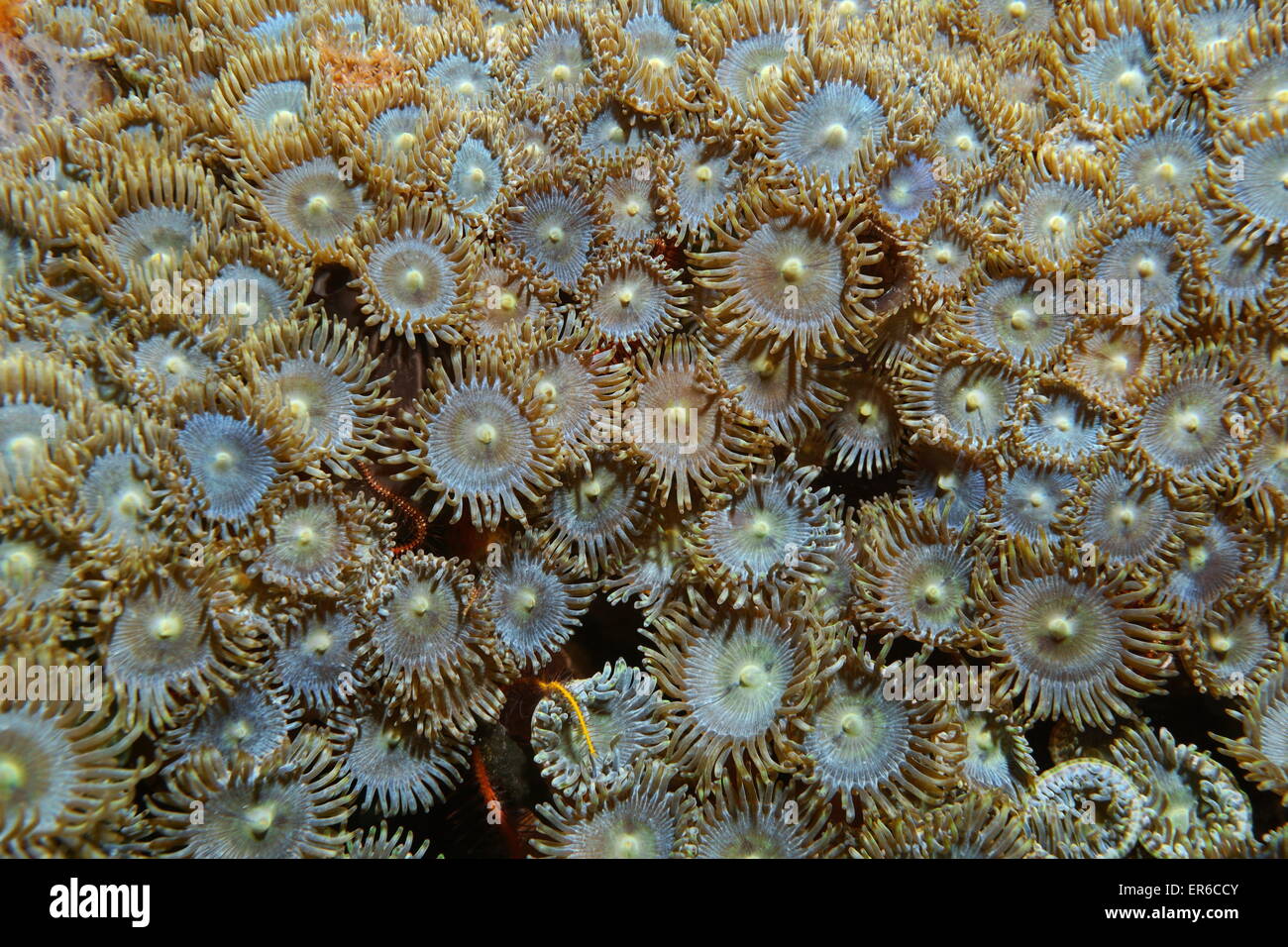 Underwater life, close up image of a colony of Mat zoanthid, Zoanthus pulchellus, Caribbean sea Stock Photo