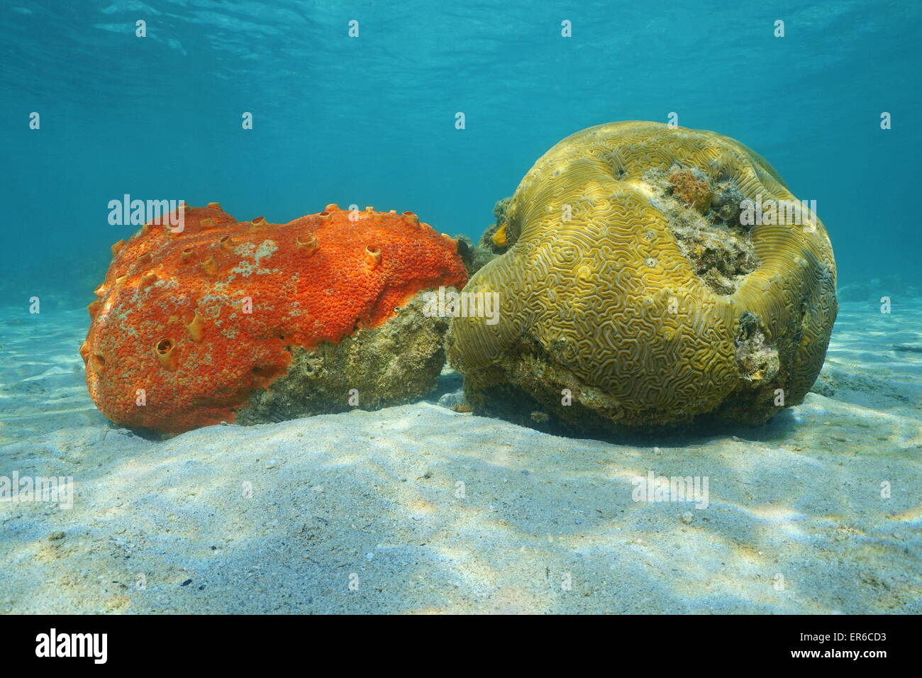 Underwater life, red boring sponge and grooved brain coral on sandy seabed of the Caribbean sea Stock Photo