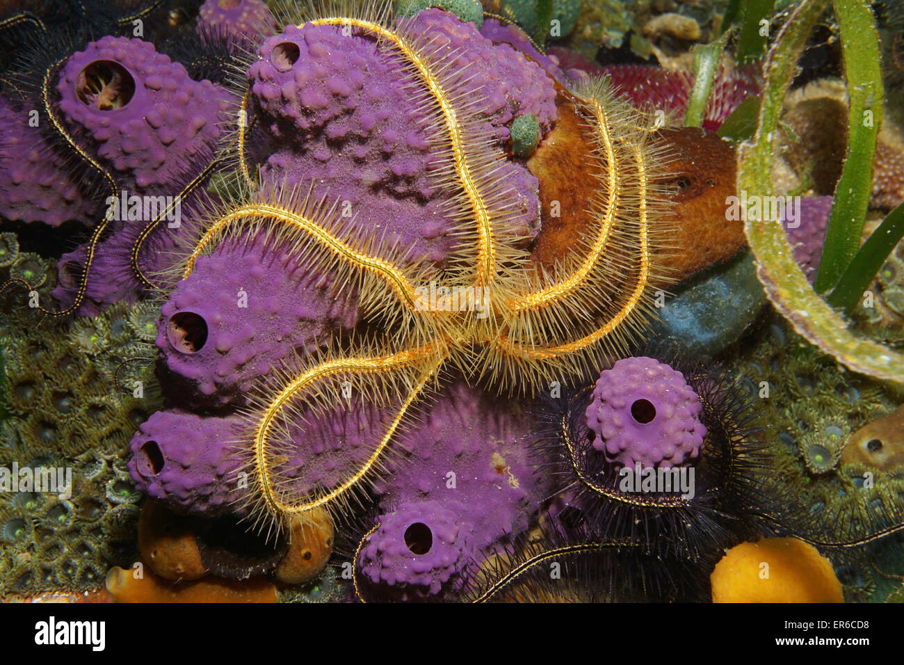 Underwater creature, a Suenson's brittle star, Ophiothrix suensoni, over branching tube sponge, Caribbean sea Stock Photo