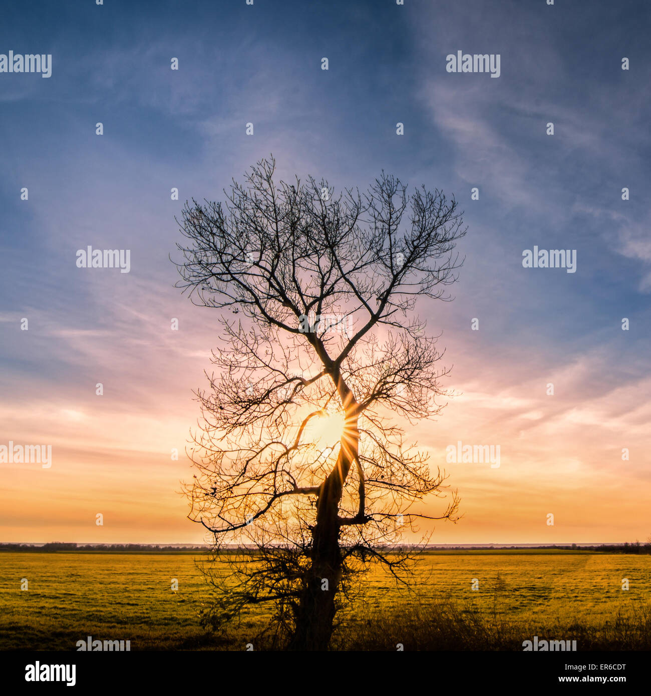 Hugging the sunset - alone tree with sun rays, green grass and blue cloudy sky Stock Photo