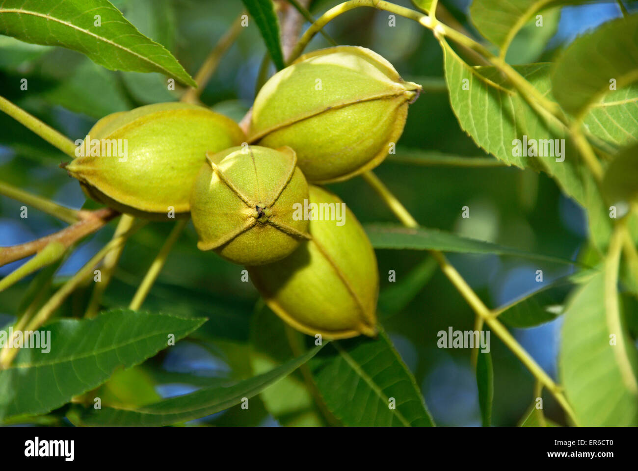 Pecan tree hires stock photography and images Alamy