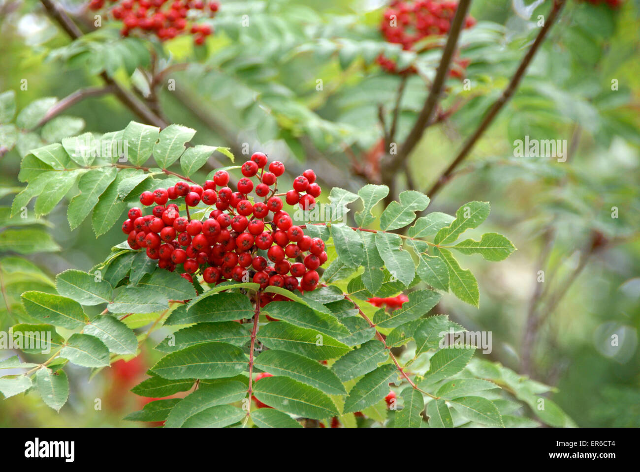 Rowan Mountain Ash berry, sorbus decora, tree. Closeup of berries. Stock Photo