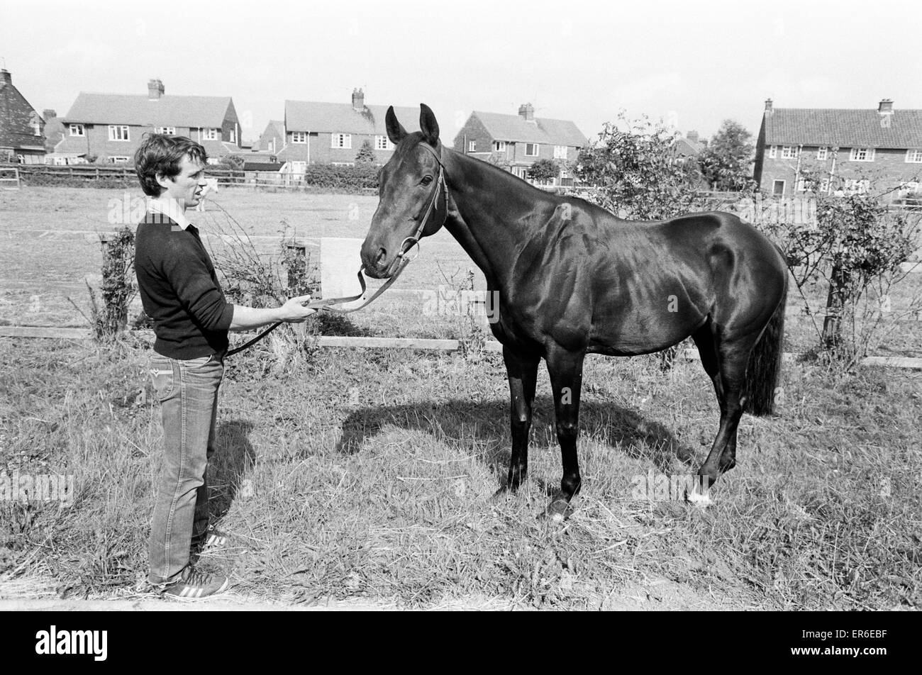 Racehorse Sea Pigeon winner of thirty-seven races, seen here with Steven Muldoon son of Pat Muldoon who owns the horse. 21st July 1983 Stock Photo