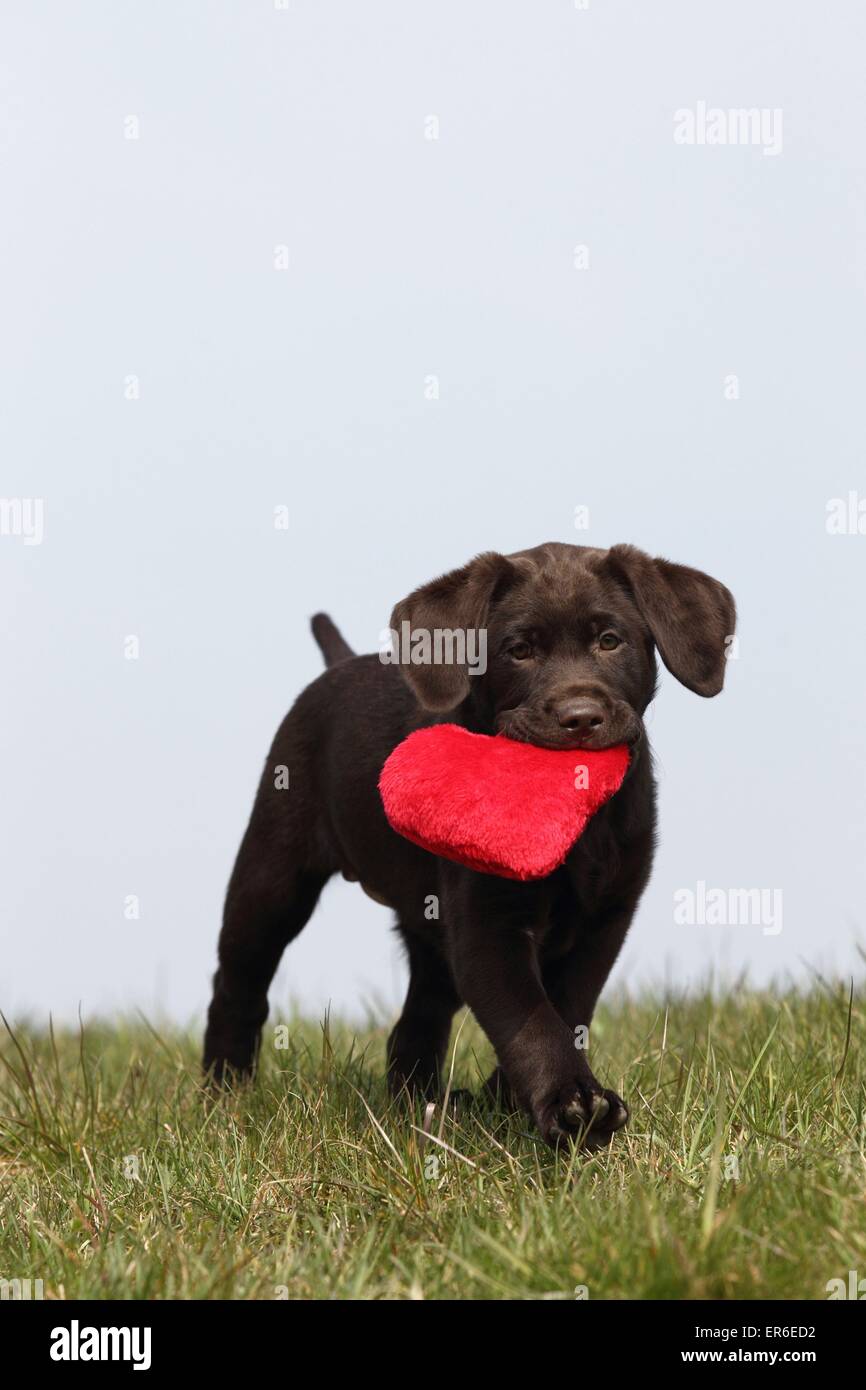 Labrador Retriever puppy Stock Photo Alamy