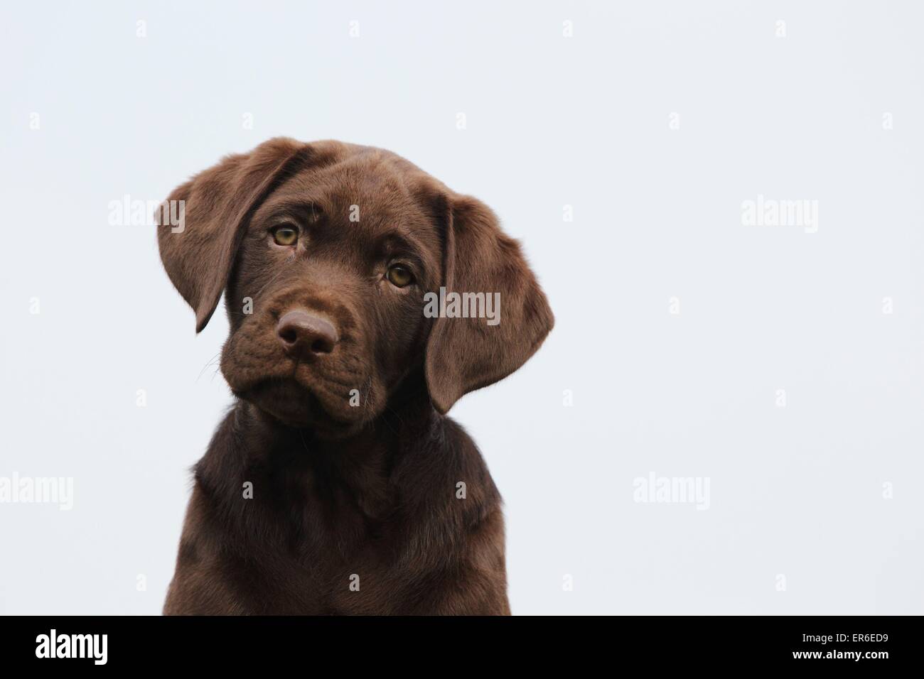 Labrador Retriever puppy Stock Photo