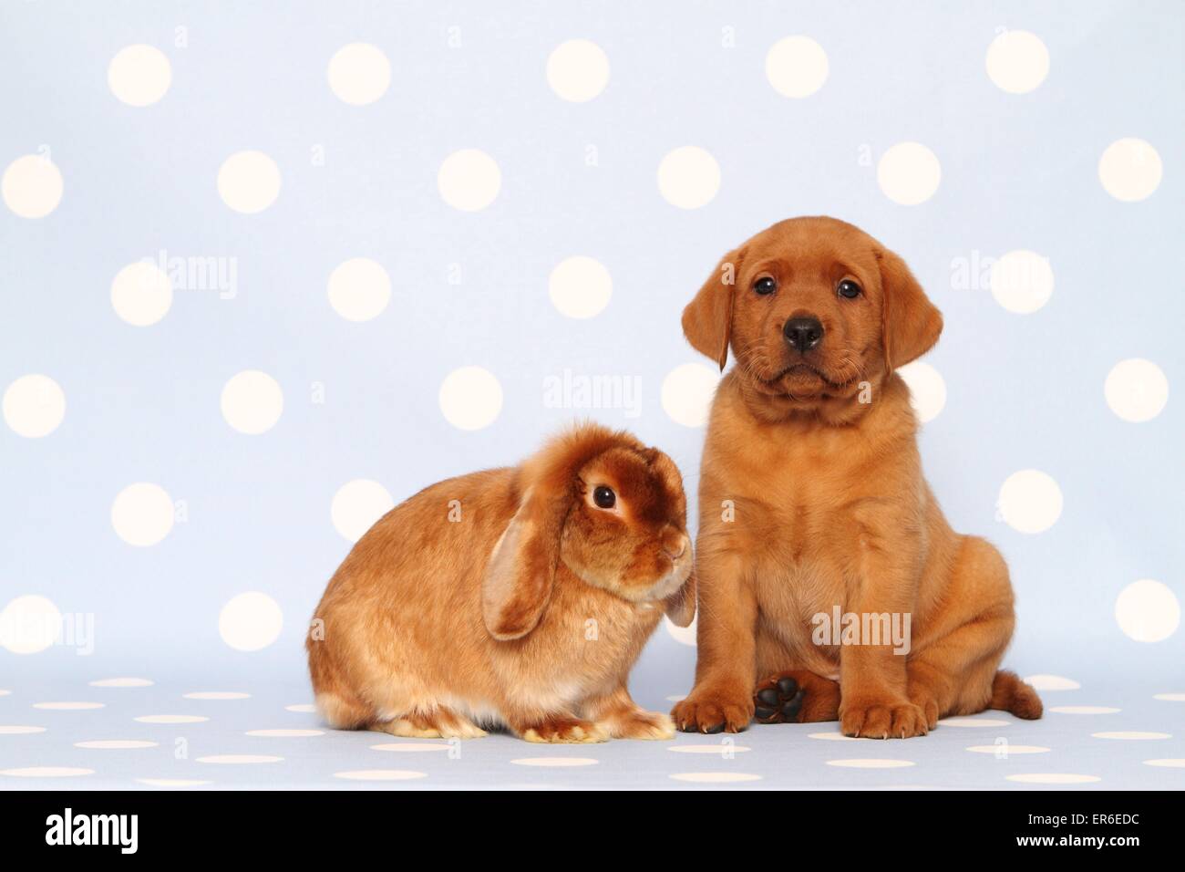 dog and bunny Stock Photo