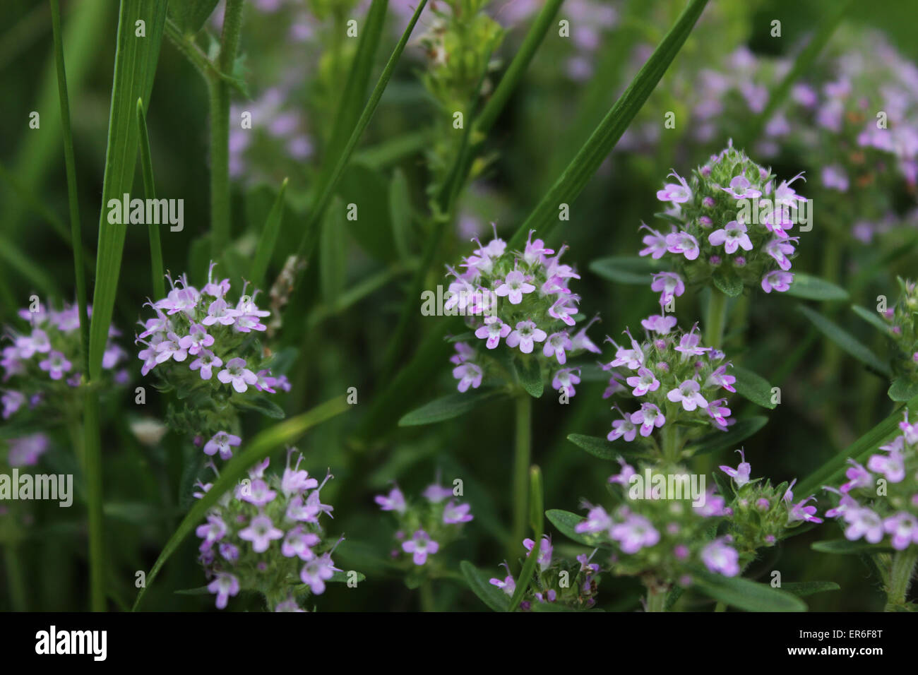 Little purple flowers on the field Stock Photo - Alamy