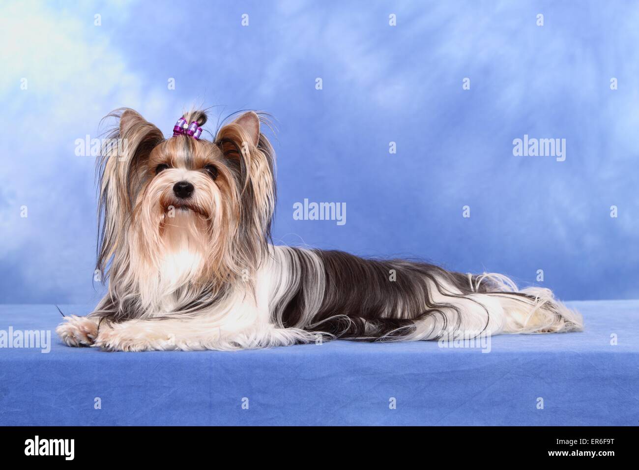 lying Biewer Yorkshire Terrier Stock Photo Alamy