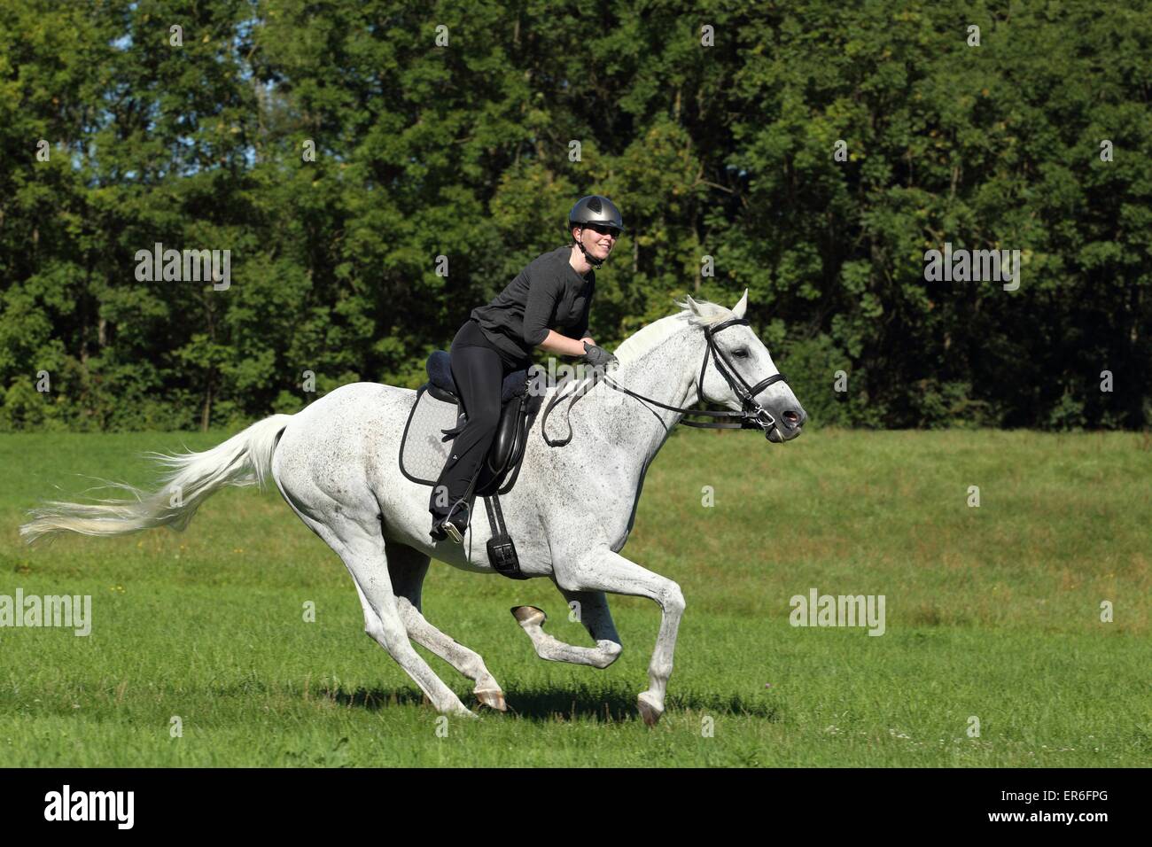 English horses hires stock photography and images Alamy
