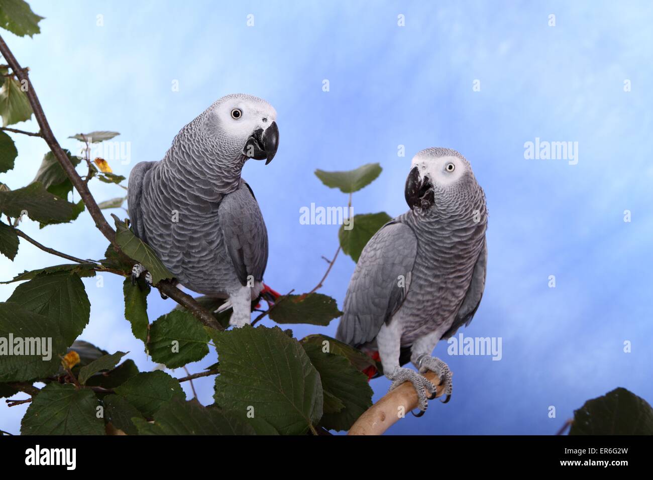 african grey parrots Stock Photo