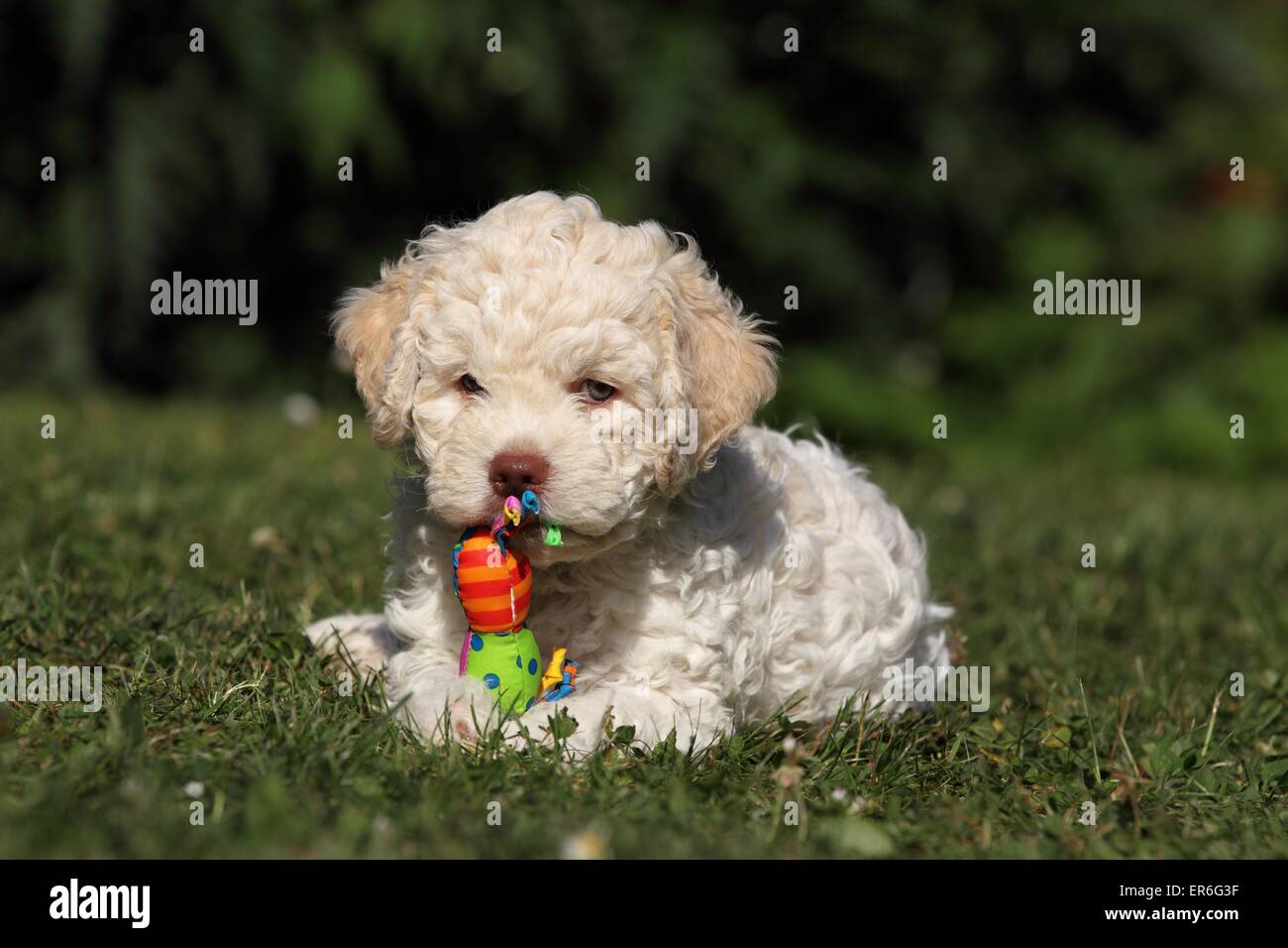 Lagotto Romagnolo puppy Stock Photo - Alamy