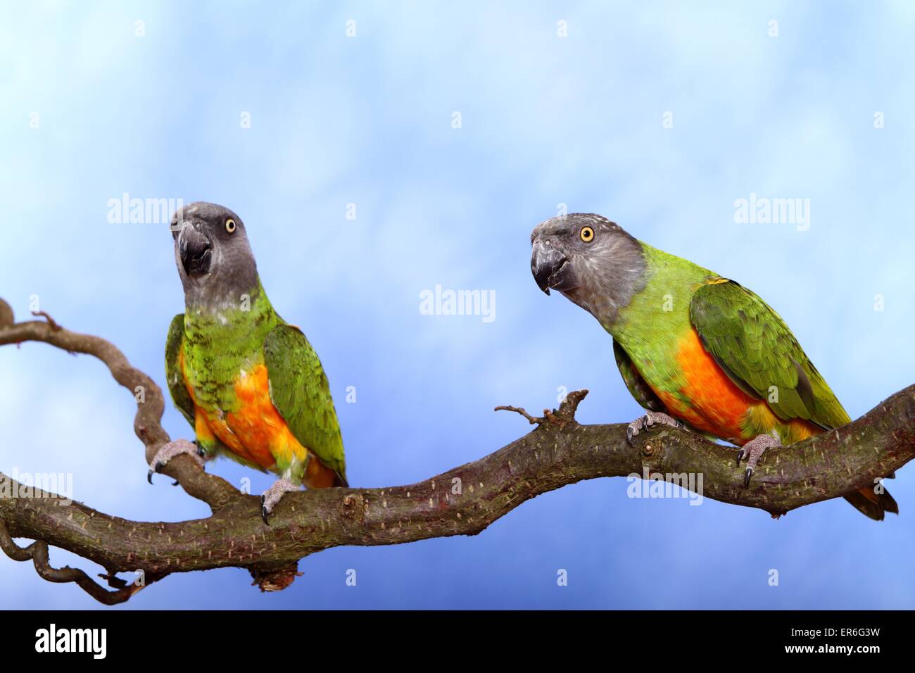 Senegal parrots Stock Photo
