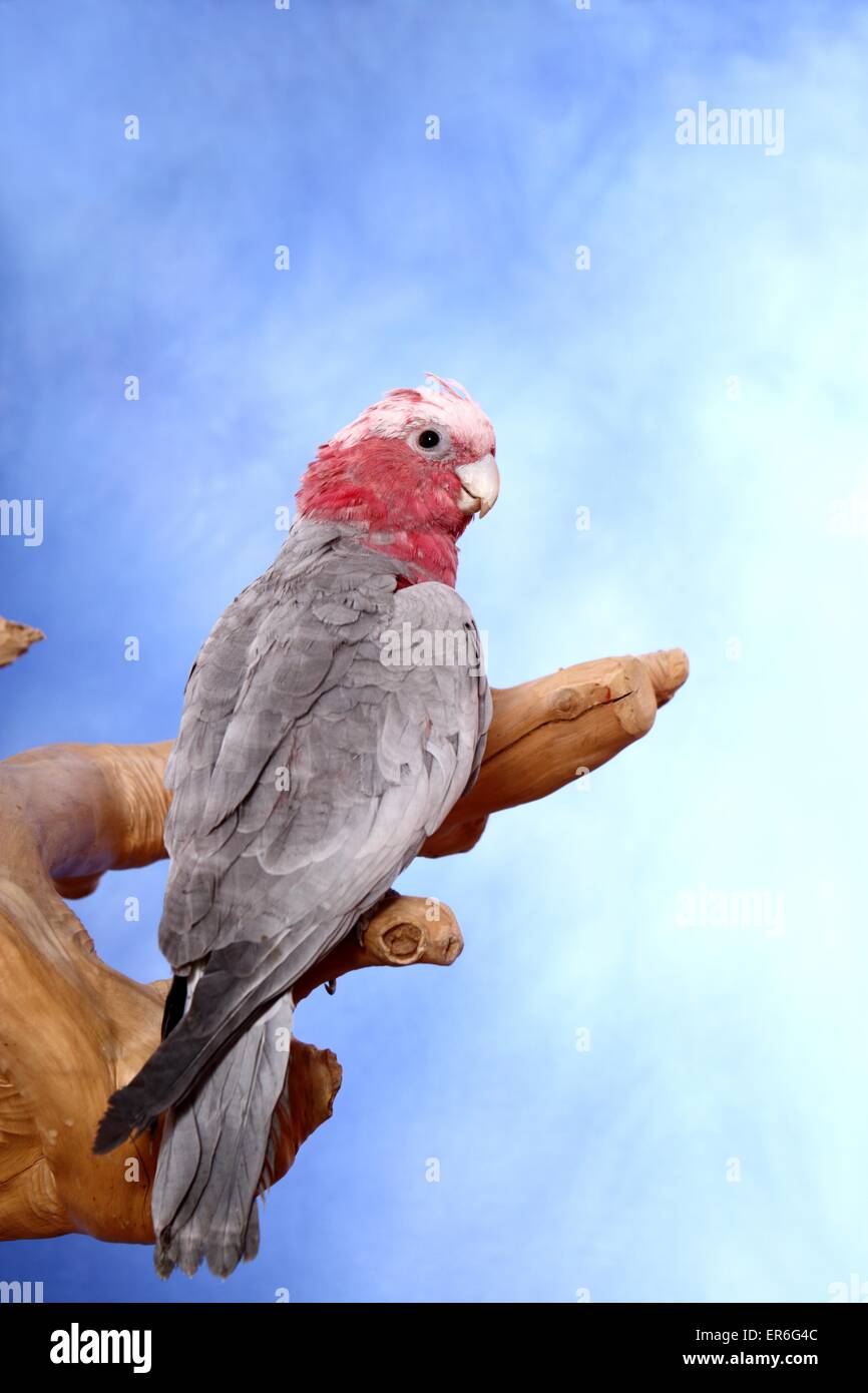 roseate cockatoo Stock Photo