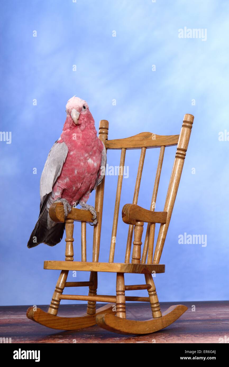 roseate cockatoo Stock Photo