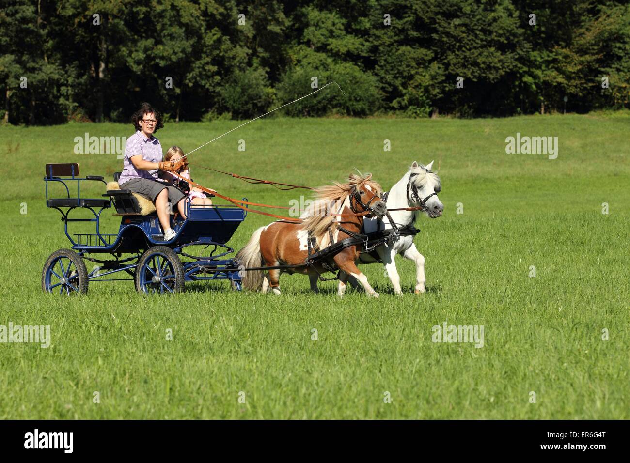 2 Shetland Ponies Stock Photo