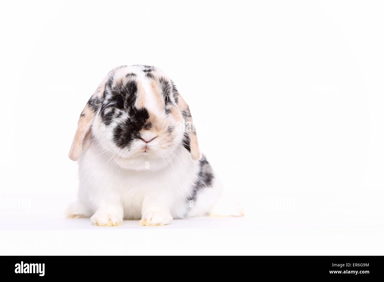 Black white lop eared rabbit hires stock photography and images Alamy
