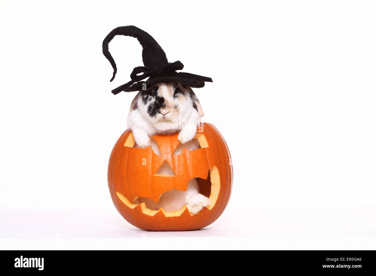 Rabbit halloween hi-res stock photography and images - Alamy