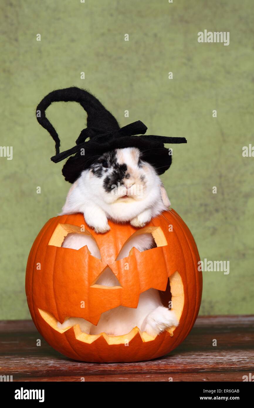 Rabbit halloween hi-res stock photography and images - Alamy