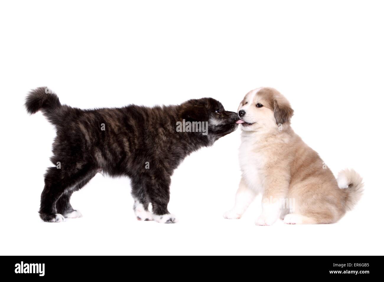 2 Akita-Inu-Mongrel Puppies Stock Photo