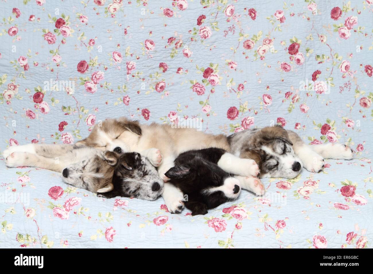 5 Akita Inu Mongrel Puppies Stock Photo 83123136 Alamy