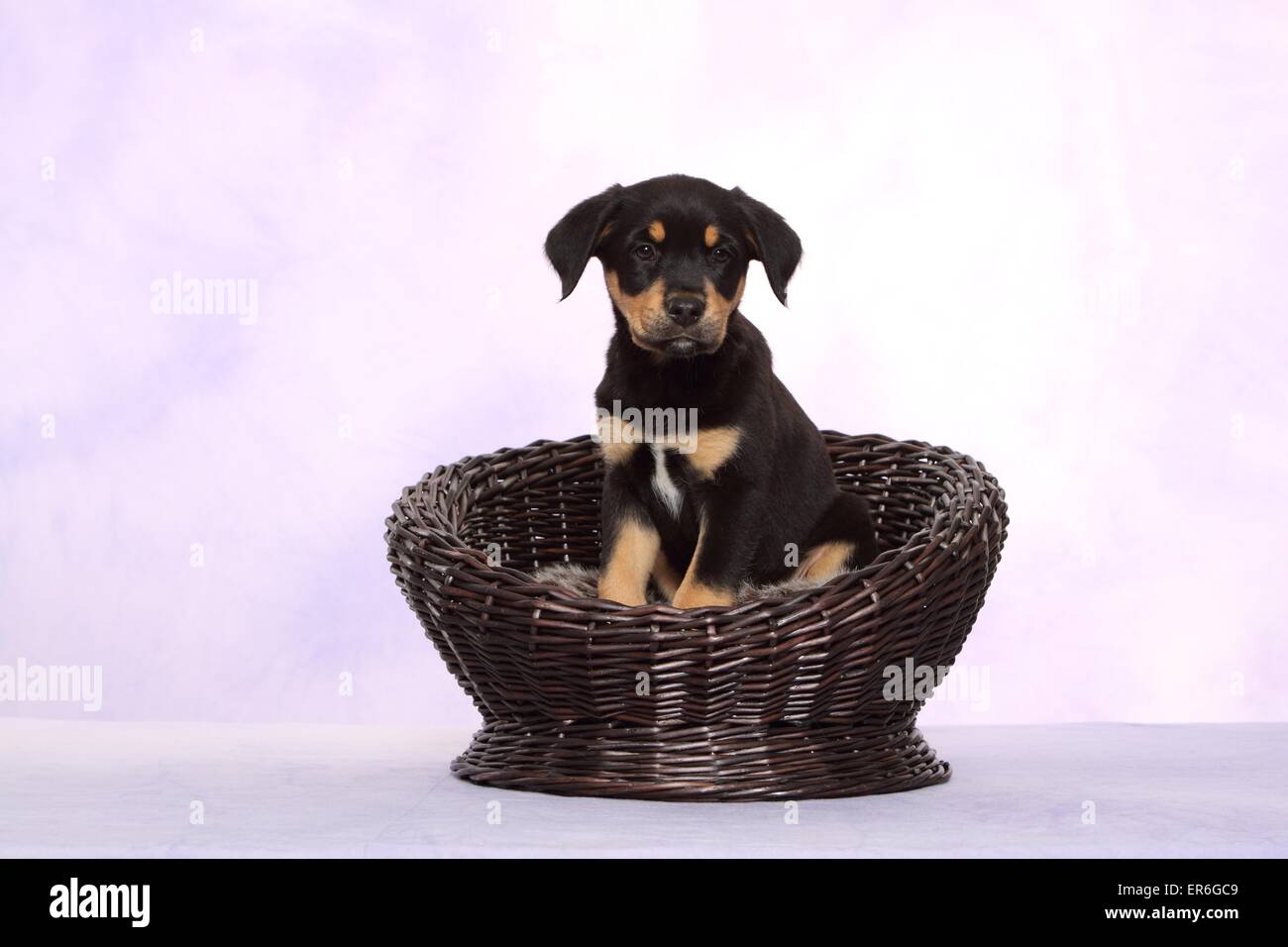 Australian Shepherd Labrador Mongrel Puppy Stock Photo 83123161