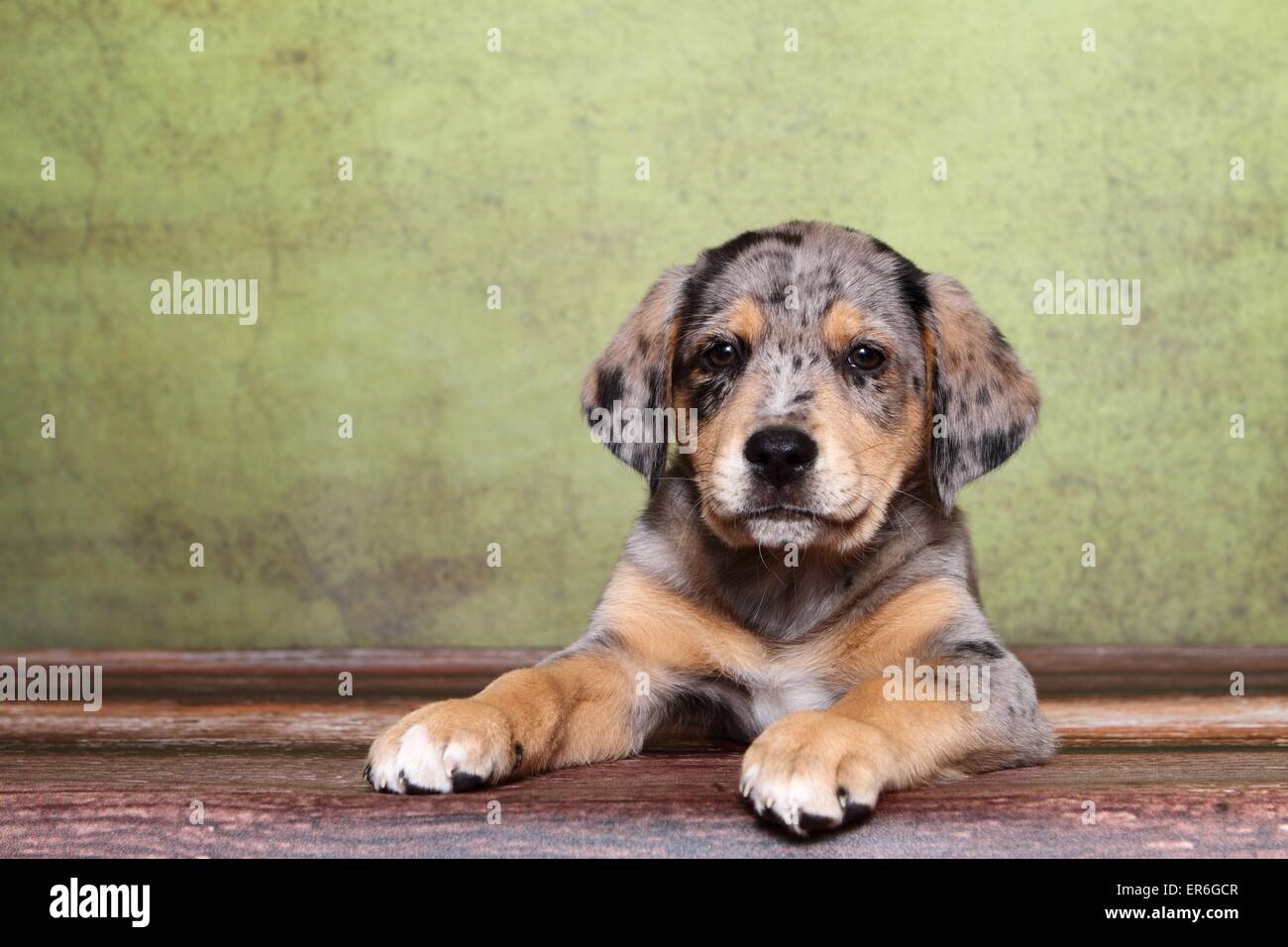 Labrador australian shepherd hi-res stock photography and images - Alamy